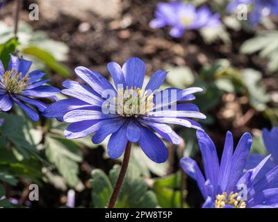 Eine Gruppe frühblauer Blüten der niedrig wachsenden Anemone blanda Stockfoto