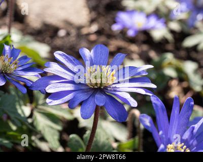 Eine Gruppe frühblauer Blüten der niedrig wachsenden Anemone blanda Stockfoto