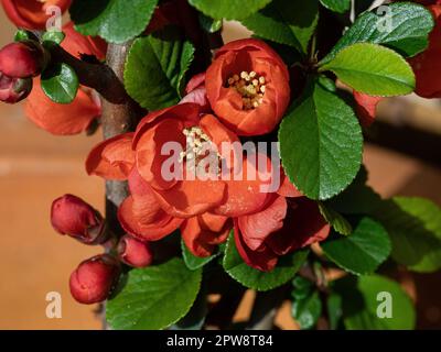 Nahaufnahme der leuchtend roten Blüten der blühenden Quitte Chaenomeles „Crimson & Gold“ Stockfoto