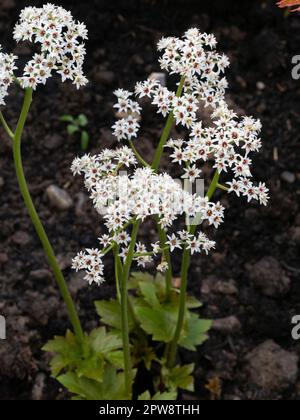 Die winzigen weißen Sternenblumen von Mukdenia rossii Stockfoto