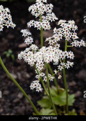 Die winzigen weißen Sternenblumen von Mukdenia rossii Stockfoto