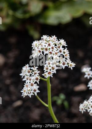 Die winzigen weißen Sternenblumen von Mukdenia rossii Stockfoto