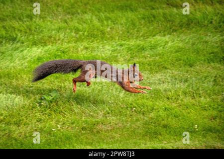 Niederlande, Õs-Graveland. Rotes Eichhörnchen oder eurasisches rotes Eichhörnchen (Sciurus vulgaris). Stockfoto