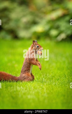 Niederlande, Õs-Graveland. Rotes Eichhörnchen oder Eurasisches rotes Eichhörnchen (Sciurus vulgaris) mit Walnuss. Stockfoto