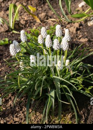 Ein Klumpen des fast weißen, blühenden Muscari 'Sibirianischen Tigers Stockfoto