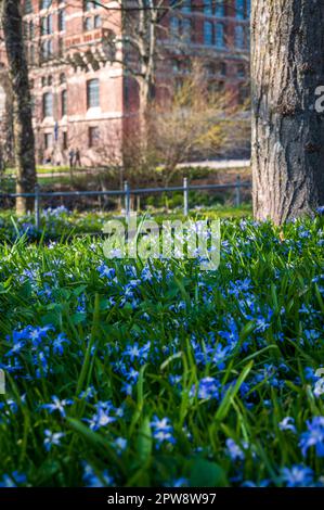 Viele blaue scilla-Blumen in voller Blüte in einem Park vor der Universitätsbibliothek in Lund Schweden im Frühling Stockfoto