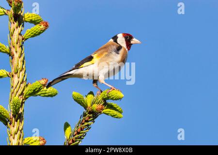 Niederlande, Delden. Goldfink (Carduelis carduelis). Stockfoto