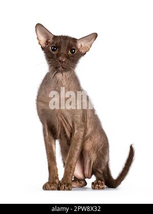 Braune, leitende Peterbald-Bürstenkatze, die nach vorne sitzt. Ich schaue direkt in die Kamera. Isoliert auf weißem Hintergrund. Stockfoto