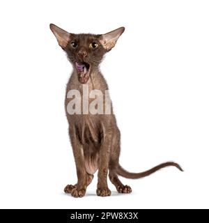 Braune, ältere Peterbald-Bürstenkatze, mit Blick nach vorne. Er schaut in die Kamera und leckt seinen Mund. Isoliert auf weißem Hintergrund. Stockfoto