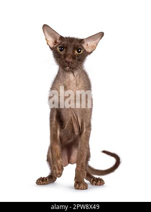 Braune, ältere Peterbald-Bürstenkatze, mit Blick nach vorne. Ich schaue direkt in die Kamera. Isoliert auf weißem Hintergrund. Eine Pfote verspielt in der Luft. Stockfoto