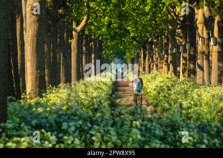 Niederlande, Nieuwersluis, Beech Lane im Frühling. Wanderer, Frau. Stockfoto