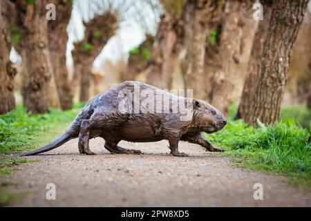 Niederlande, Rhoon, Naturschutzgebiet Rhoonse Grienden. Gezeitenmarschland mit Weidenbäumen. Europäischer Biber (Castor fiber. Stockfoto