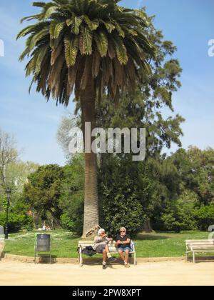 Barcelona, Spanien - 4. April 2011: Zwei grauhaarige Männer sitzen auf der Bank unter einer hohen Palme im Park und reden Stockfoto