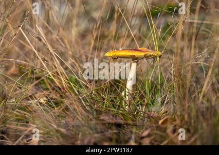 Seitenansicht der Fly Agaric Amanita muscaria mit einer Biene Stockfoto