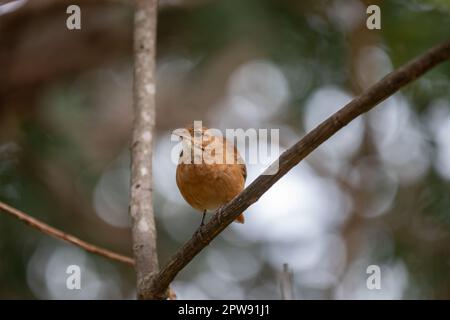 Exotischer brasilianischer Vogel, bekannt als „João de Barro“ (Furnarius rufus) Porträt Stockfoto