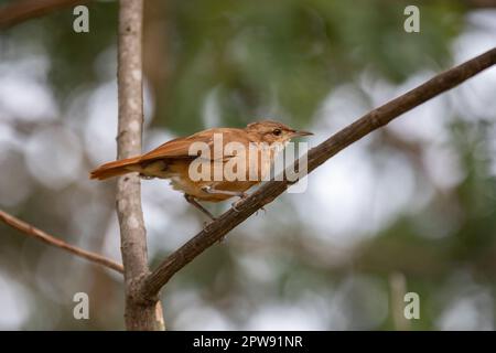 Exotischer brasilianischer Vogel, bekannt als „João de Barro“ (Furnarius rufus) Porträt Stockfoto