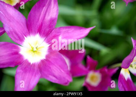 Fuchsia-sternförmige Tulpe scheint unter verschwommenen Blättern - Keukenhof, Niederlande Stockfoto