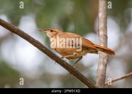 Exotischer brasilianischer Vogel, bekannt als „João de Barro“ (Furnarius rufus) Porträt Stockfoto