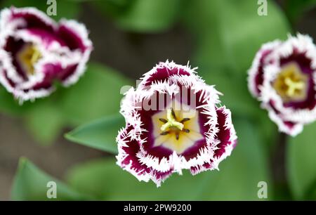 Tulip San Martin – Tulpe mit violett-violetten Blütenblättern mit weißem Fransenrand Stockfoto