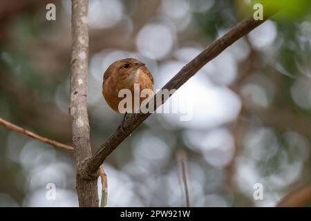 Exotischer brasilianischer Vogel, bekannt als „João de Barro“ (Furnarius rufus) Porträt Stockfoto