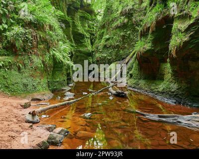 Schmale und farbenfrohe Schlucht des Finnich glen, Teufelskanzel, in Schottland, Großbritannien. Stockfoto