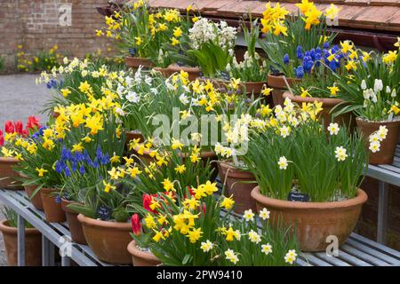 Eine farbenfrohe Ausstellung von gegossenen Frühlingszwiebeln, einschließlich Narzissen (Narzissi) und Traubenhyazinthen (Muscari) im britischen Garten April Stockfoto