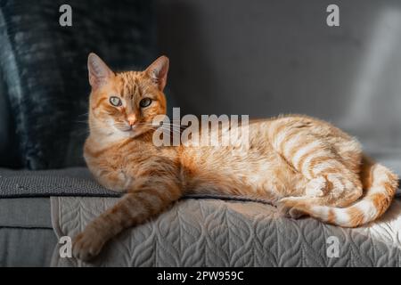Braun gestromte Katze mit grünen Augen aus der Nähe Stockfoto