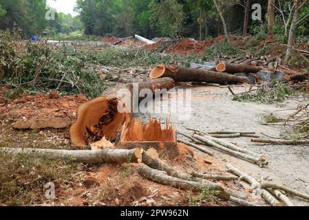 Auroville, Indien - 18. März 2023: Zerstörung großer alter Bäume, um eine riesige Straße mitten im Wald zu bauen. Stockfoto