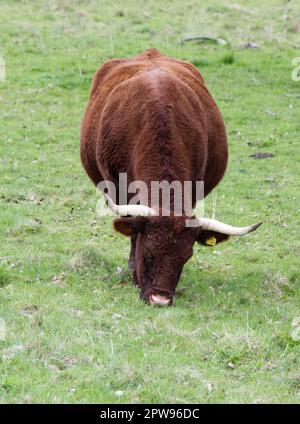 Seltene Rasse, ROTES RUBY-DEVON-VIEH im Kingston Lacy Estate, Dorset UK im April Stockfoto