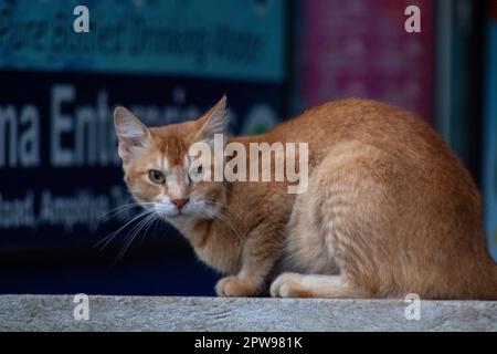 Porträt einer im Freien gefangenen ägäischen Katze Stockfoto