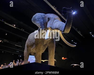 Großer gefüllter Elefant im Museum, Blick aus dem unteren Winkel Stockfoto