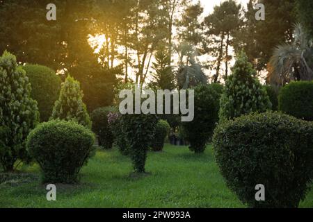 Wunderschön geschnittene Bäume und Sträucher wachsen im Park Stockfoto