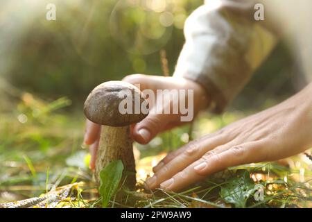 Ein Mann, der im Herbst Schweinefilmpilze pflückt Stockfoto