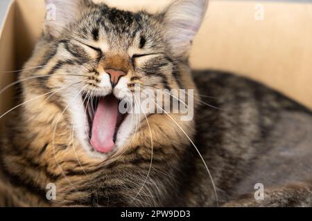 Komisches Kätzchen gähnt mit offenem Mund, während er in einer Pappschachtel sitzt. Stockfoto