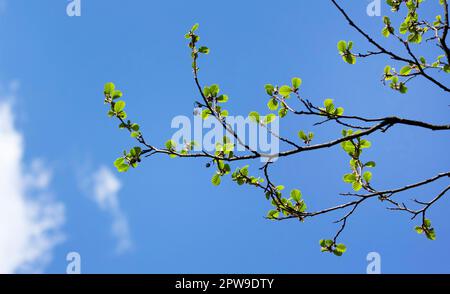 Ein Ast junger Erle geht vor einem hellblauen Himmel. Alnus glutinosa-Zweig, Erle, Erle im Frühling. Stockfoto