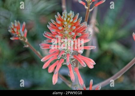 Nahaufnahme von Aloe Vera-Blumen in Uruguay Stockfoto