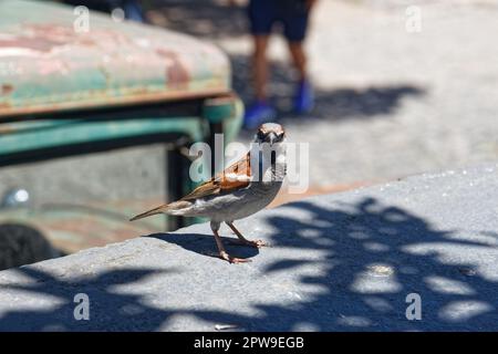 Ein Andenspatz in Colonia del Sacramento, Uruguay Stockfoto