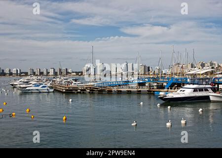 Yachten im Hafen von Punta del Este, Uruguay Stockfoto