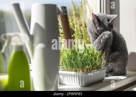 Die russische blaue Katze sitzt vor einem sonnigen Fenster und leckt ihre Pfote Stockfoto