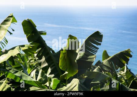 Große Blätter eines Bananenbaums vor dem Hintergrund des Meeres. Stockfoto