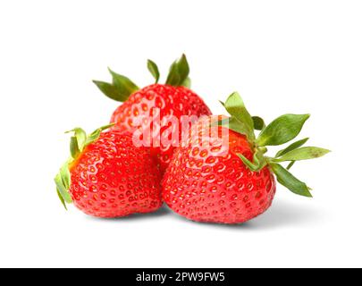 Erdbeerfrüchte isoliert. Frische große rote Erdbeeren auf weißem Hintergrund. Stockfoto