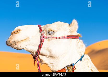 Blauäugiges, weißes Dromedar-Kamel. Seitliches Kopffoto in einem niedrigen Blickwinkel auf die Sahara-Wüste Taghit, Algerien, mit einem verschwommenen orangefarbenen CO Stockfoto