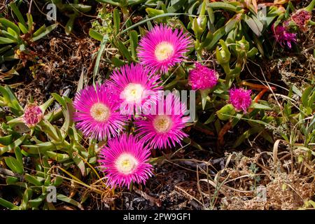 Nahaufnahme der leuchtenden rosafarbenen saftigen Blumen, die in einem Garten zwischen grünem Laub und trockenem Gras blühen.in albufeira algarve portugal Stockfoto