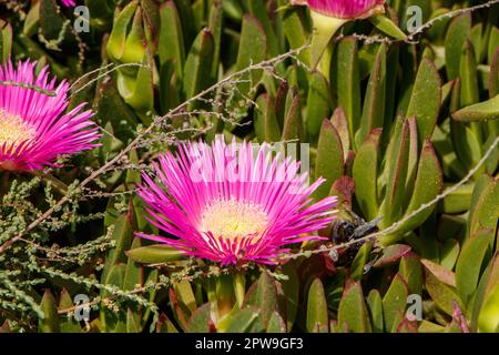 Nahaufnahme der leuchtenden rosafarbenen saftigen Blumen, die in einem Garten zwischen grünem Laub und trockenem Gras blühen.in albufeira algarve portugal Stockfoto