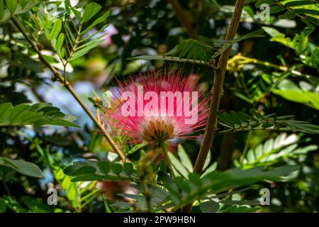 Rosafarbene zarte Blumen des blühenden persischen Seidenbaums oder Albizia julibrissin in der Nähe von grünen Blättern auf verschwommenem Hintergrund Stockfoto