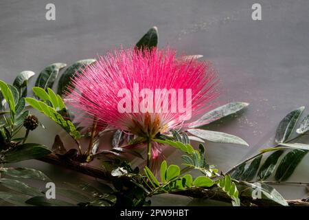 Rosafarbene zarte Blumen des blühenden persischen Seidenbaums oder Albizia julibrissin in der Nähe von grünen Blättern auf verschwommenem Hintergrund Stockfoto