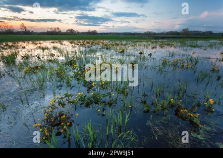 Sumpfblüten wachsen auf einer nassen Wiese und Abendwolken, Nowiny, Polen Stockfoto