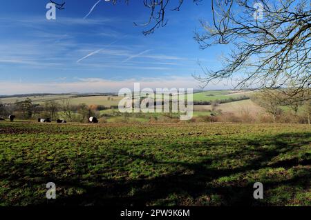 Galloway-Rinder auf einem Hügel mit Blick auf das Kennet Valley in Wiltshire. Stockfoto