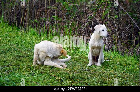 Zwei obdachlose streunende Hunde auf einem Gras im Frühling Stockfoto