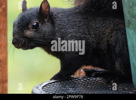 Ein schwarzes Eichhörnchen, DAS IM Regen AUFTAUCHTE Stockfoto